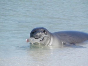 sealion eats plastic bottle - seelöwe frisst plastik