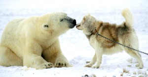 Eisbär freundet sich mit Schlittenhund an - ice bear and dog friends