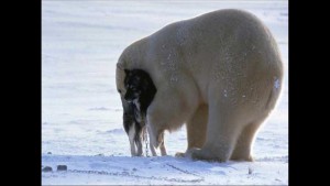 Norbert Rosing - Churchill Monitoba - Polar Bears play with Dogs - Screenshot from 2016-03-30 12:10:45