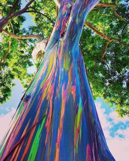 This is a real tree, it is not retouched or painted! You are looking at the Eucalyptus deglupta, or Rainbow Eucalyptus #beautifulplanet